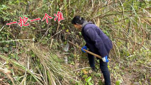 跟着老师傅进山挖冬笋,这技术一挖一个准,挖笋一天收入300元