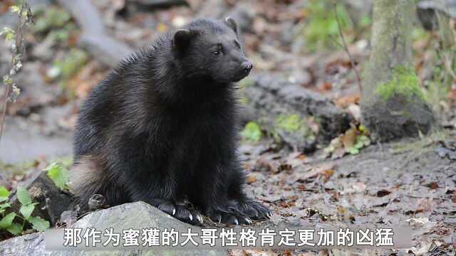 鼬科第一猛兽狼獾,独战群狼秒杀猞猁,战斗力爆表!