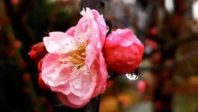 上海梅花雨中怒放迎新年,雨中梅花娇艳欲滴引人注目