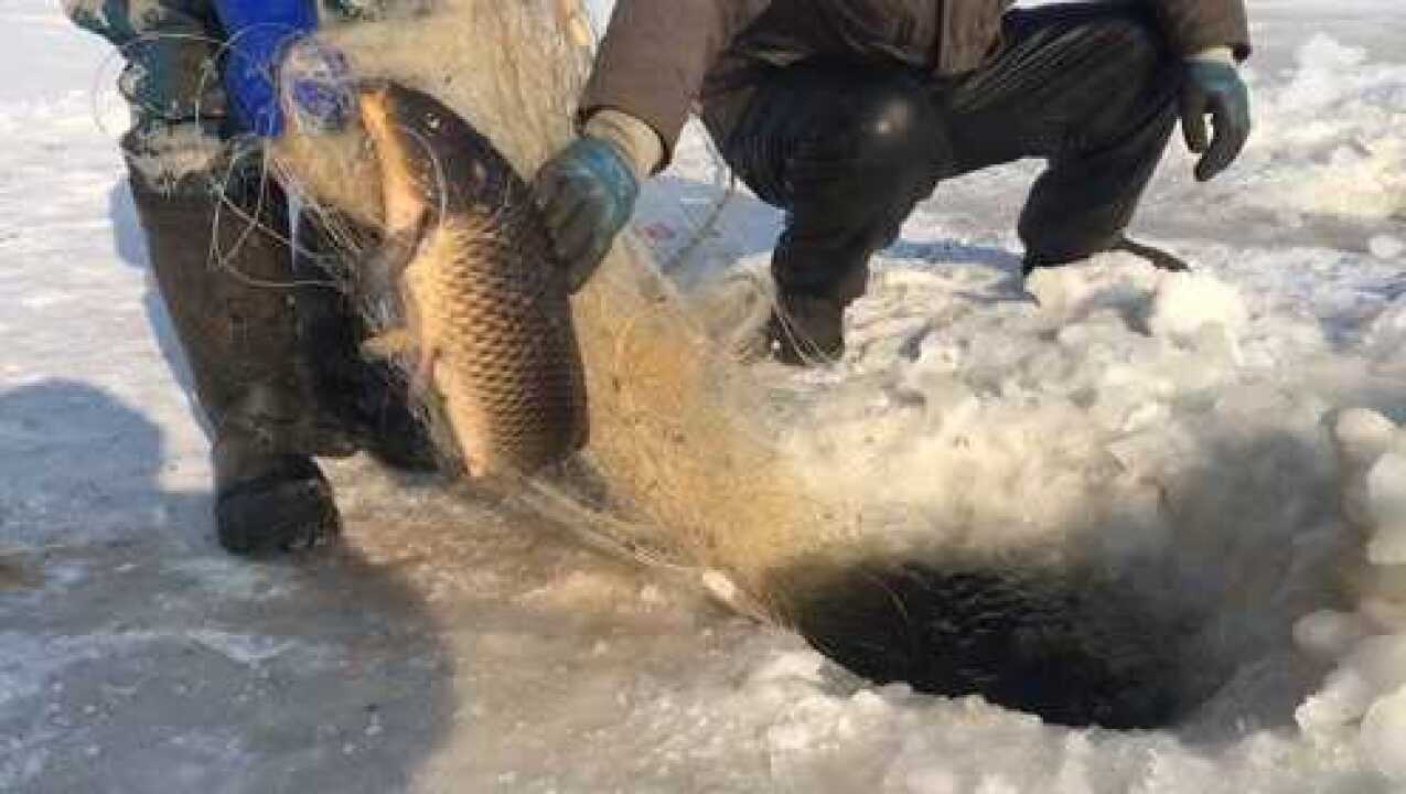 吉林松花江上凿冰下网捕鱼