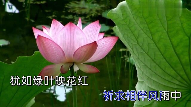 周龙豪演唱歌曲《莲的心语》KTV版