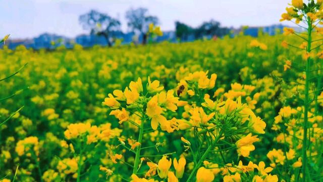 东莞常平镇百亩油菜花已盛开,春节又多了一个赏花好去处