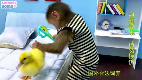 聪明小猴变身猴大夫紧急出动救助受伤小鸭子