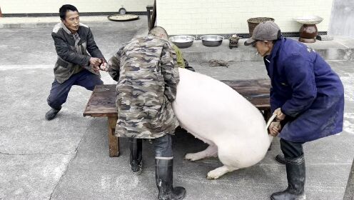 7个屠夫不敢杀的五脚猪 老板高价请湘北第一刀 刚进猪栏就被吓到