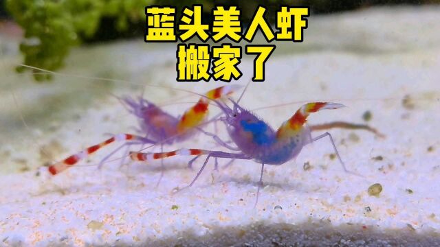 蓝头美人虾有宝宝啦