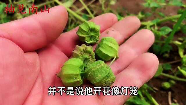 灯笼果又叫“姑娘果”,没事吃几个,北方有南方没有,赶紧认识下