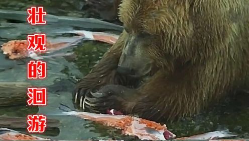  棕熊只吃鱼皮扔掉鱼肉，大麻哈鱼万里洄游，奏响生命的乐章！