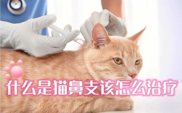 怎么判断猫咪得了猫鼻支,该怎么治疗