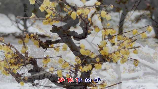 李玲玉【梅花雪】