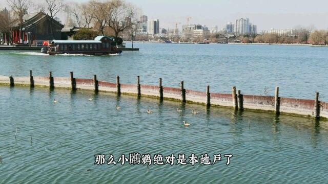 济南大明湖里的本地户水鸟,萌宠可爱,比远道而来的海鸥机灵