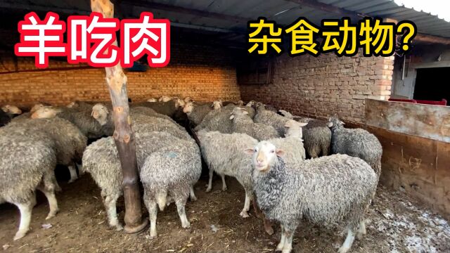 内蒙养殖户养100只羊,他家的羊会吃肉,一天吃三顿各个膘肥体壮