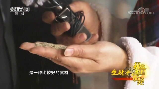 当地老渔民炖查干湖鱼的时候,都会加入芭蒿来提鲜