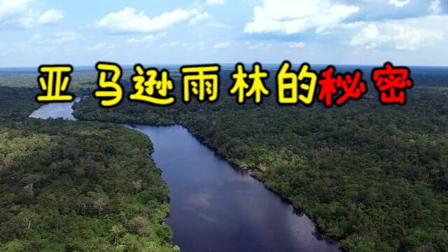 亚马逊雨林也分有等级?最高生态层遮天蔽日,下方植被生机勃勃