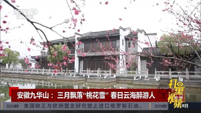 安徽九华山:三月飘落“桃花雪”,春日云海醉游人