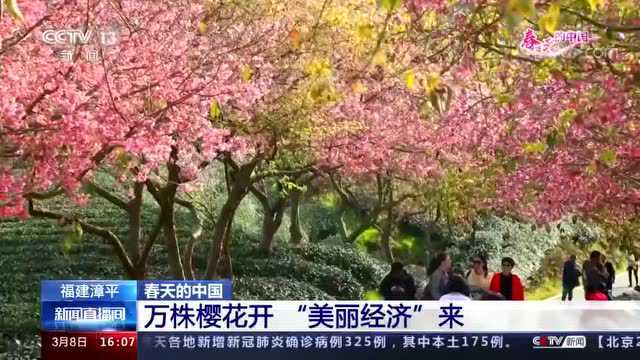 福建漳平:万株樱花开 “美丽经济”来