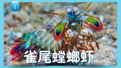 第22集 海洋生物小秘密：雀尾螳螂虾
