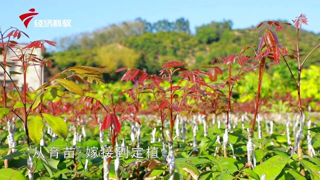 广东新风采——高州市茂北果苗专业合作社