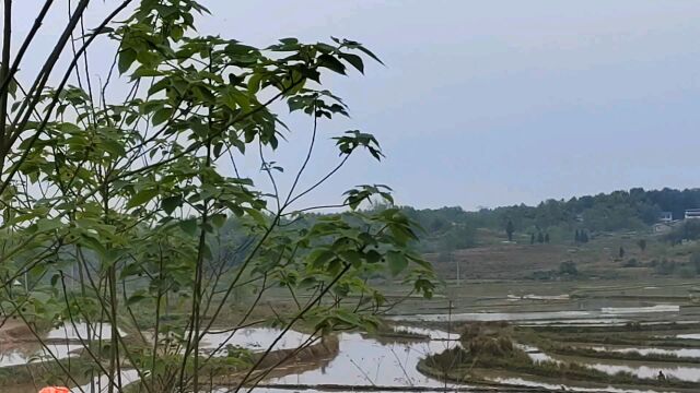 渠县李渡镇玉河村再也没有易田塝啦