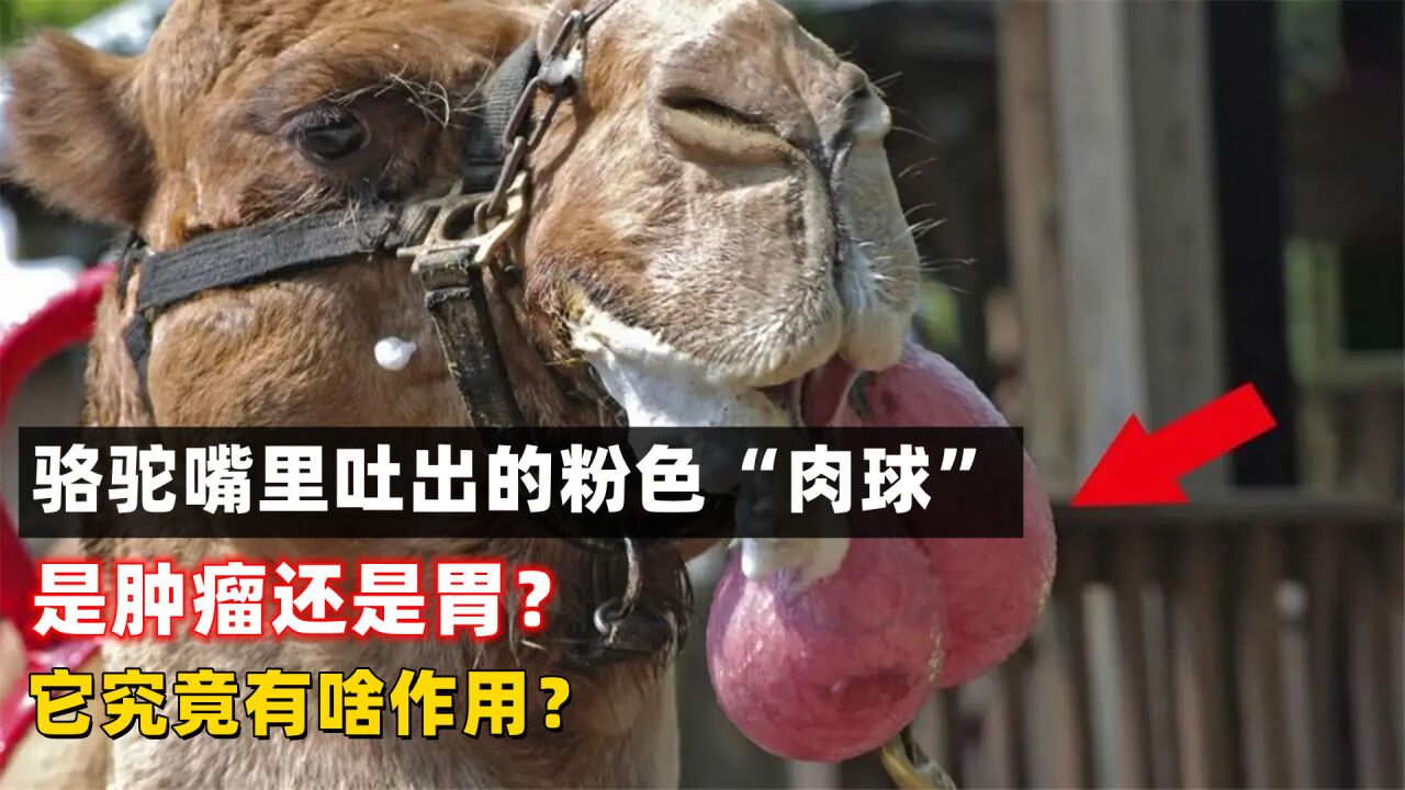 骆驼嘴里吐出的粉色"肉球,是肿瘤还是胃?它究竟有啥作用?