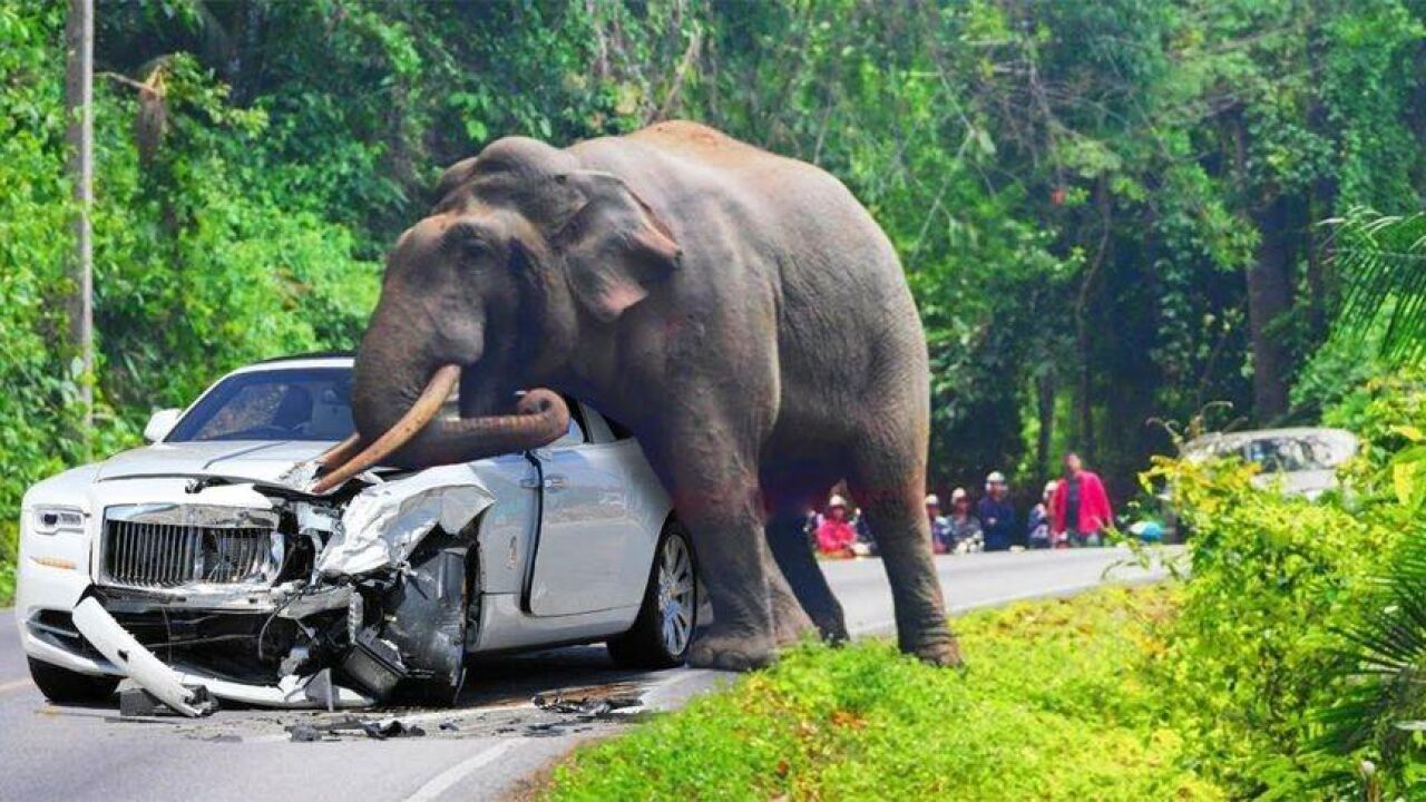 太坏了!愤怒的大象攻击并摧毁劳斯莱斯超级跑车,狮子,犀牛!