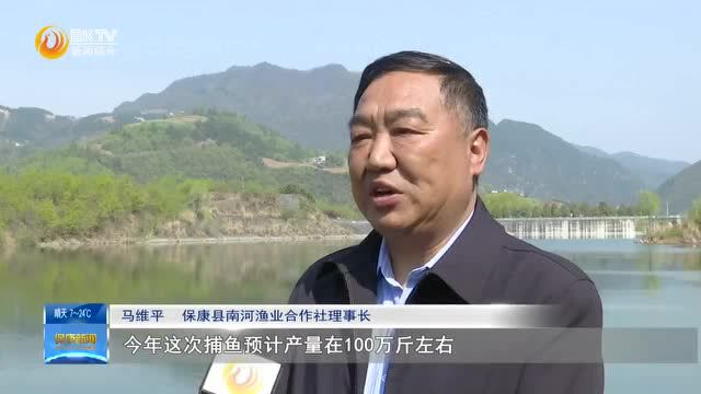 乡村振兴|春捕开网,人欢鱼跃!保康这家合作社的鲜鱼上市啦……