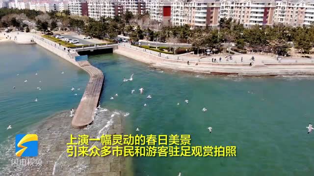 呈现一幅春日灵动美景!威海海上公园海鸥成群 迎浪共舞