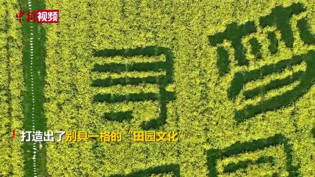 “邂逅”田园文化南京浦口油菜地里绽放“笑脸”