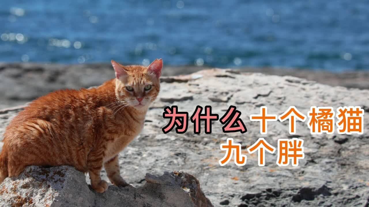 为什么十个橘猫九个胖