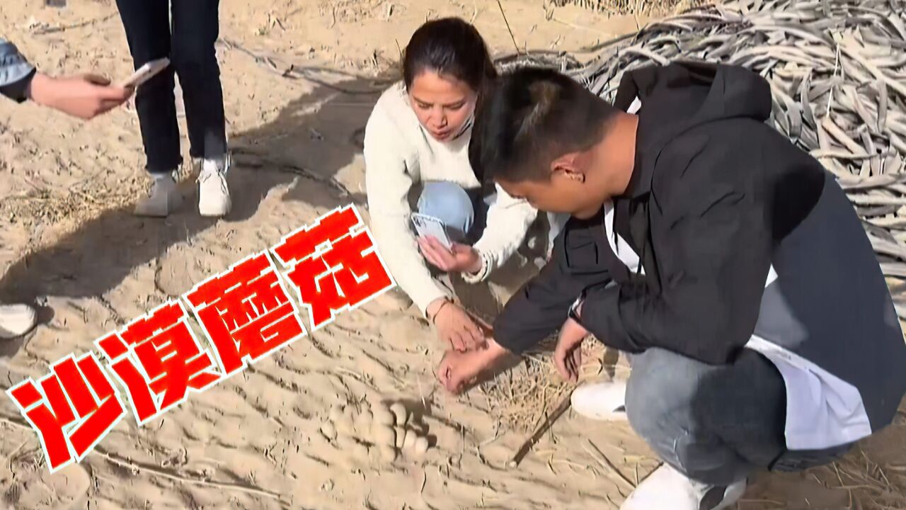 摩尔庄园毛毛爆菇的制作方法