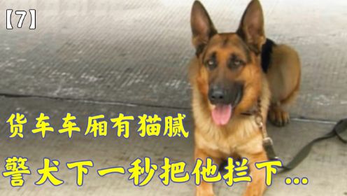 大货车被警犬拦下，谁知大货车藏着天大秘密...