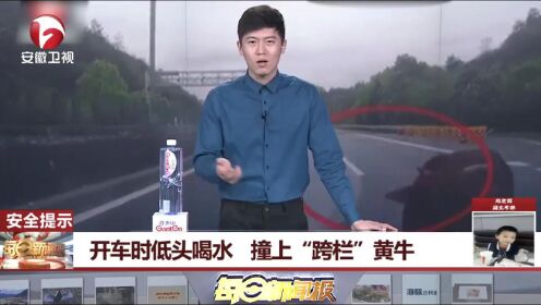 每日新闻报：男子开车时低头喝水，撞上“跨栏”黄牛，警方对其处罚！