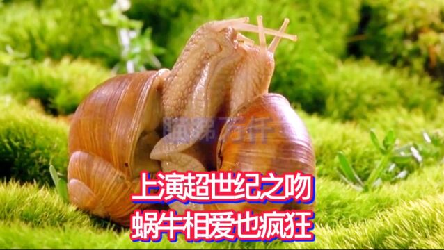 蜗牛千里来赴会,上演超世纪之吻,动物相爱也疯狂