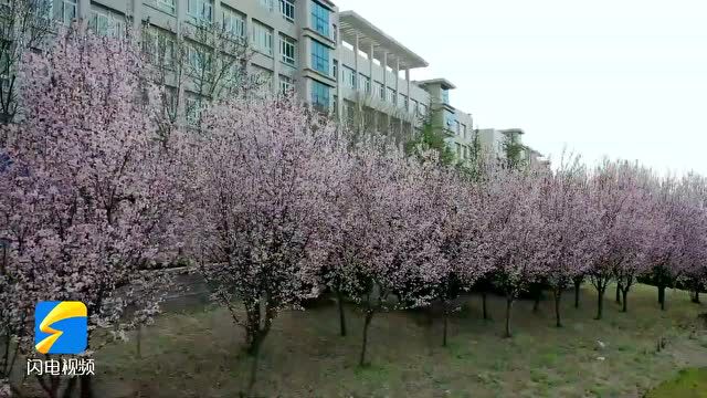 诗画山东|与春风撞个满怀 山东商务职业学院邀你“云赏花”