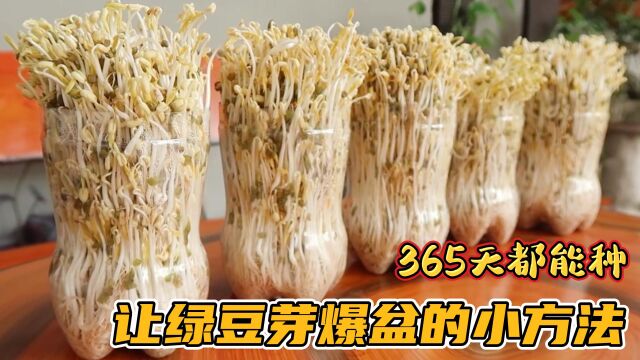 无土栽培绿豆芽,3天就能吃,方法简单实用365天都能种植你学会了吗