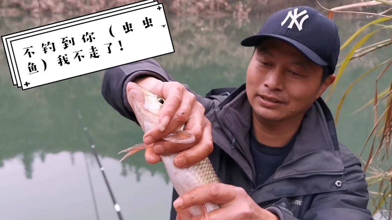 敢切我的线,换个线组不钓到你虫虫鱼(重唇鱼)今天我不回家.