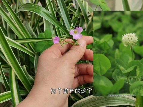 家里的三叶草开花为何与外面的三叶草花不一样?