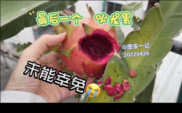 【图安一记】可恶的鸟吃了我菜园里最后一个火龙果