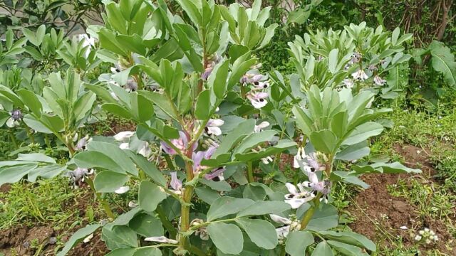 种晚了的蚕豆120天后结蚕豆,没施肥锄草还能有收获,适合懒人种