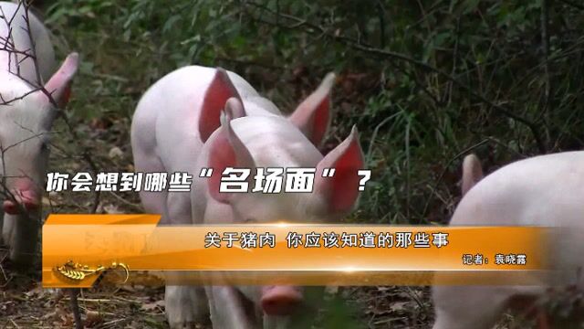 关于猪肉 你应该知道的那些事