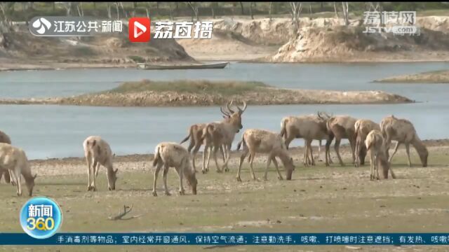 盐城大丰:麋鹿保护区迎来产仔高峰期