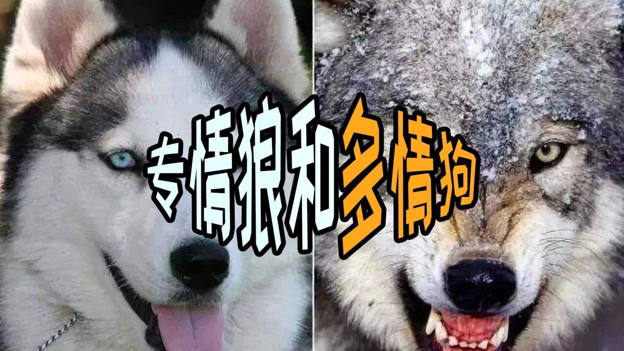 狼 食肉目犬科犬属动物 搜狗百科