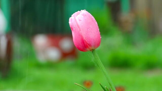 pinktulip