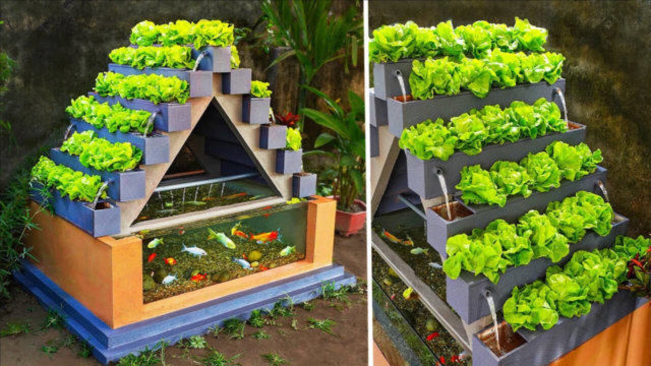 沉浸式鱼菜共生系统 超级简易diy水族馆与种植有机蔬菜相结合 太牛了