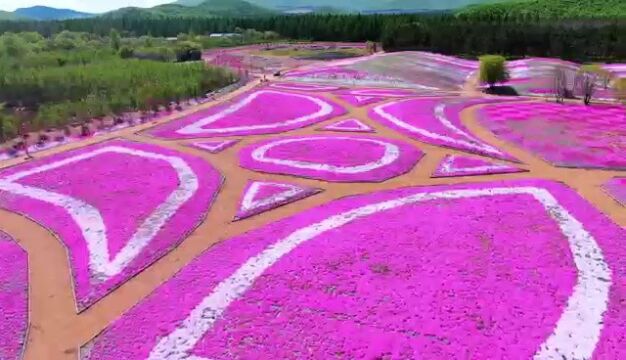 黑龙江宝清县:“云”上观花海 一揽芝樱芳华