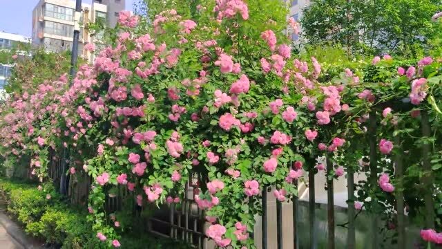 开元光影 | 蔷薇花满架,不语也倾城