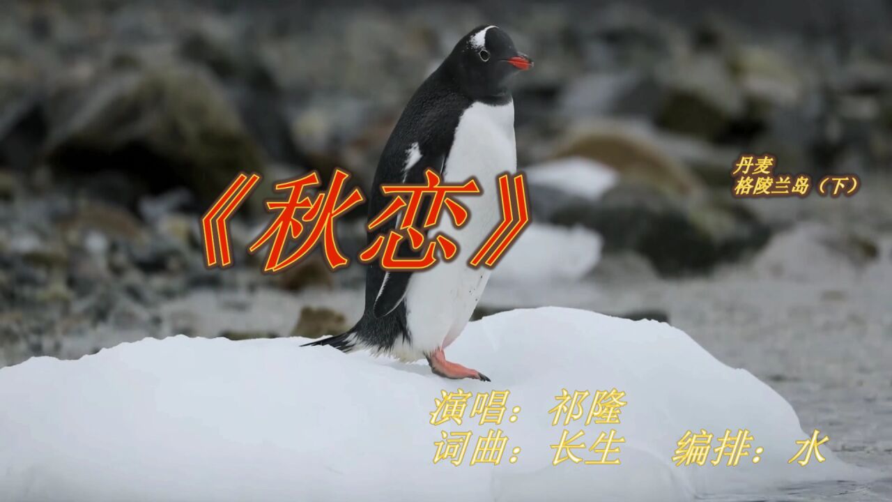 《秋恋》 演唱:祁隆 丹麦-格陵兰岛(下)_腾讯视频