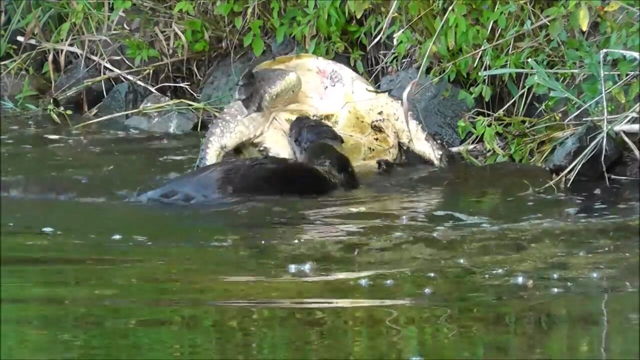鳄鱼龟被水獭攻击,坚硬的外壳能否承受伤害,镜头记录全过程!