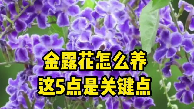 金露花的养殖方法和注意事项,掌握这5点,开的超爆