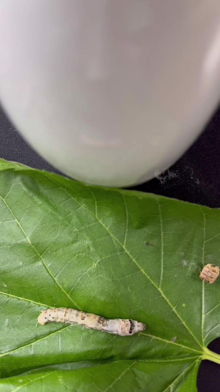 蚕宝宝蜕皮过程_高清1080P在线观看平台_腾讯视频