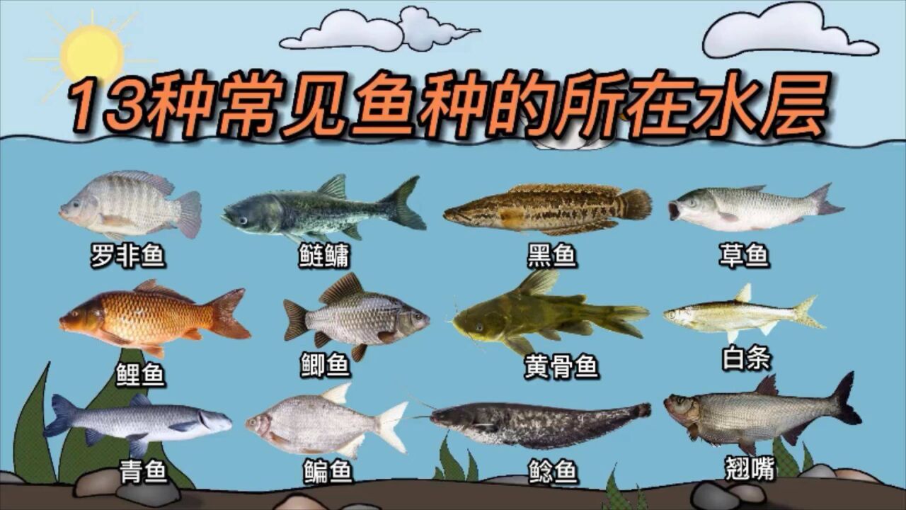 13種常見魚種的所在水層,你知道幾種?